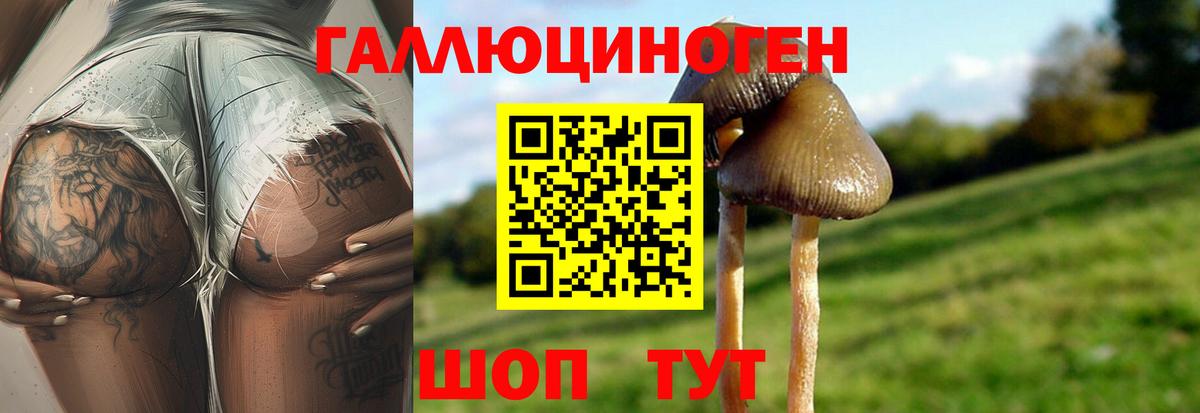 Псилоцибиновые грибы Psilocybine cubensis Гатчина